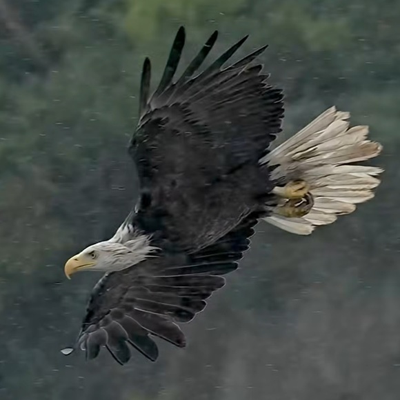 Meet your Posher, Shaina - Picture 2 of 2